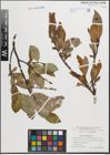 Foto von Salix hastata L.